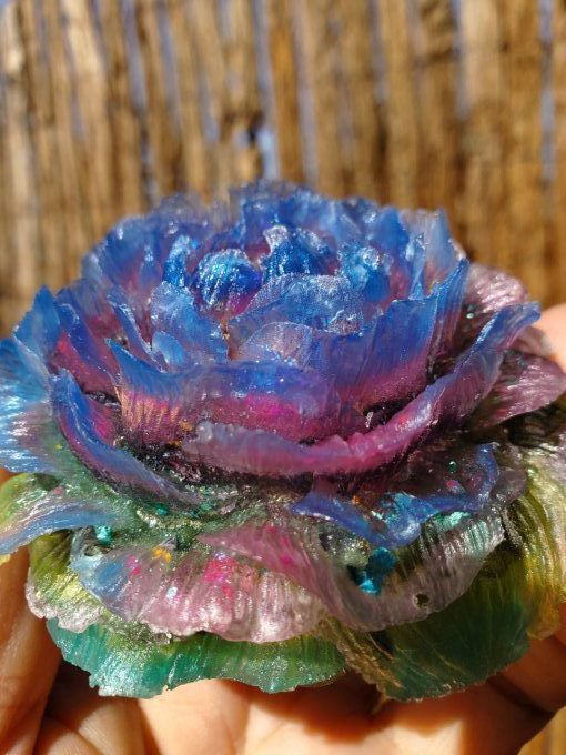 Fleur de pivoine aux multiples couleurs 